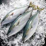 氷見の寒ブリとは?なぜ有名なの?富山湾が育む冬の味覚をわかりやすく解説