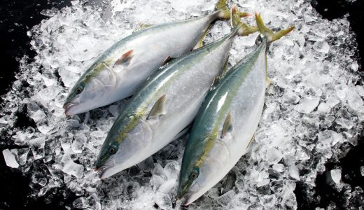 氷見の寒ブリとは？なぜ有名なの？富山湾が育む冬の味覚をわかりやすく解説