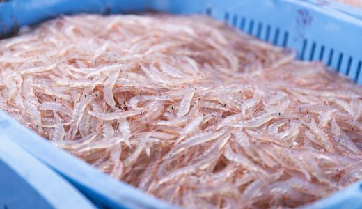 白えびとは？富山湾の宝石と呼ばれる理由や魅力をわかりやすく解説