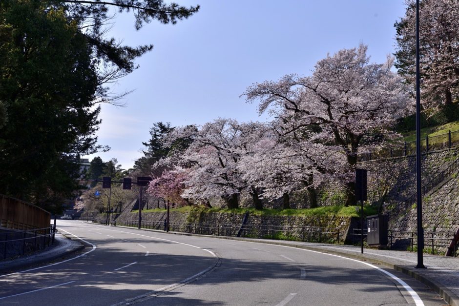 兼六園 桜